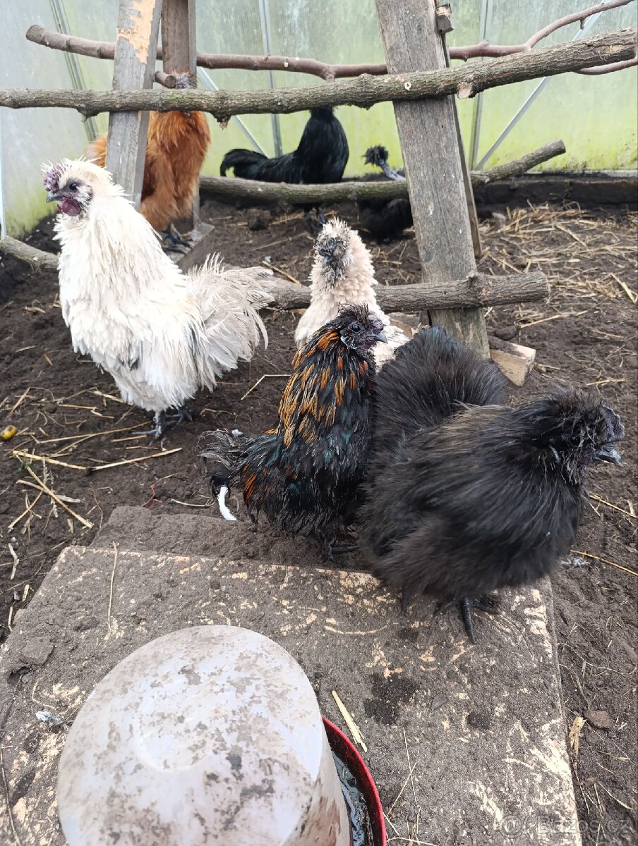 Kohouti hedvábniček