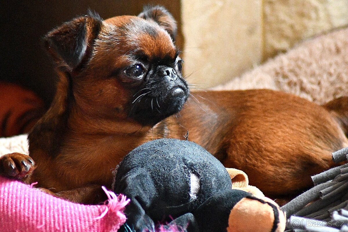 brabantík - štěně s pp