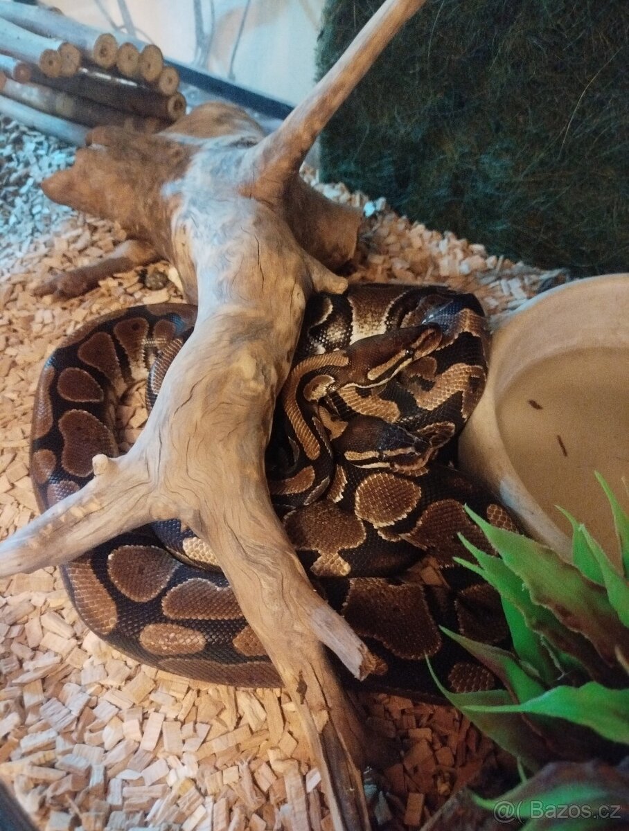 2 Krajty královské + terárium