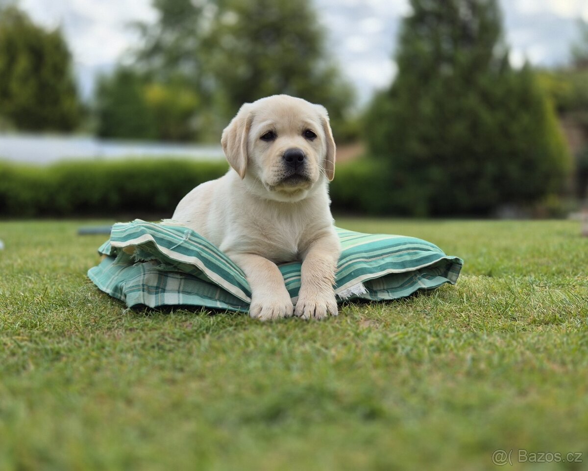 Štěňátka labradora s PP