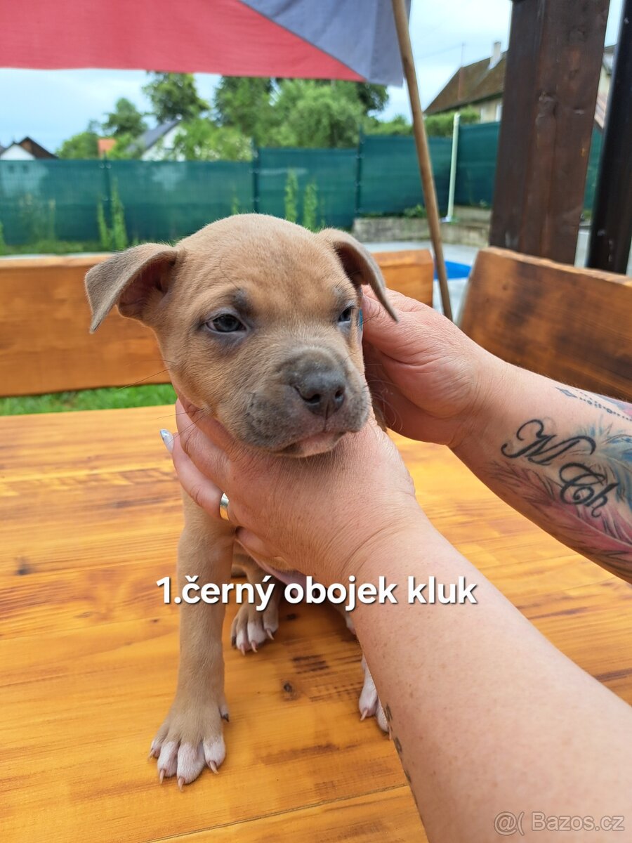 Americký stafordšírský teriér bez PP