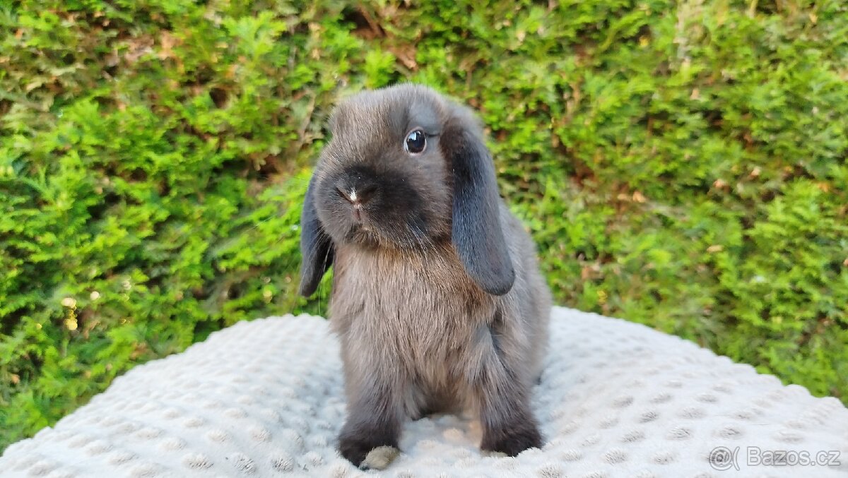 Zakrslý beránek, králíček, králík - PATRIK