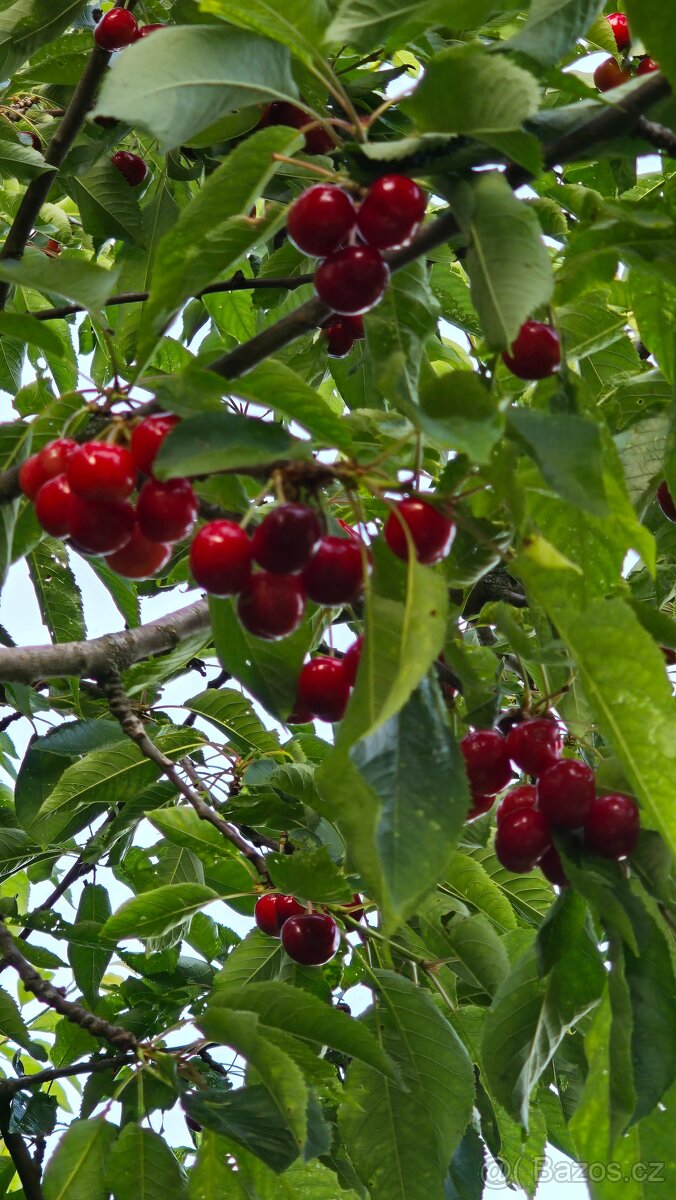Čerstvě trhané BIO třešně