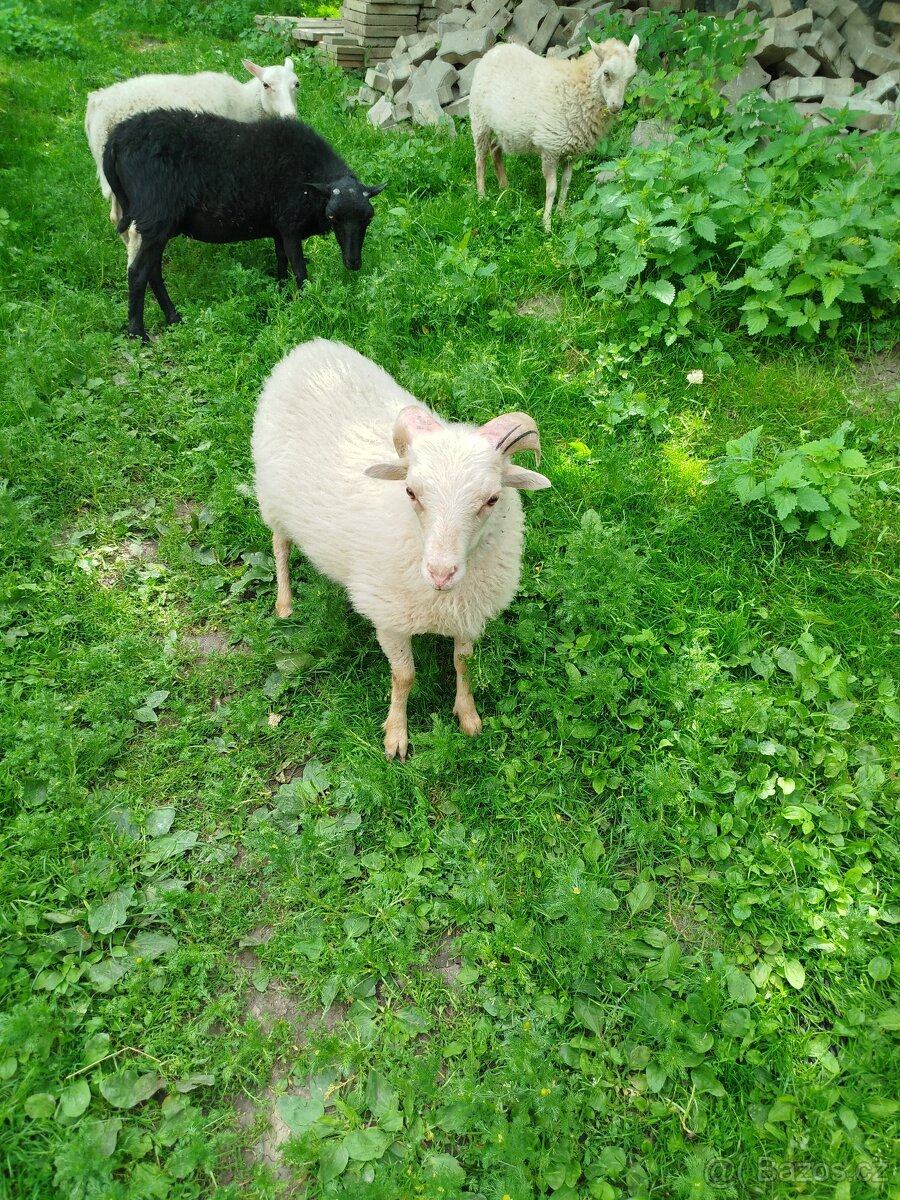 Ovce ouessantská , quessantská - beránek
