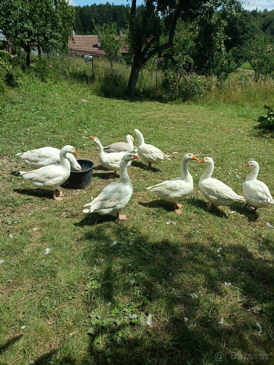Prodám husy