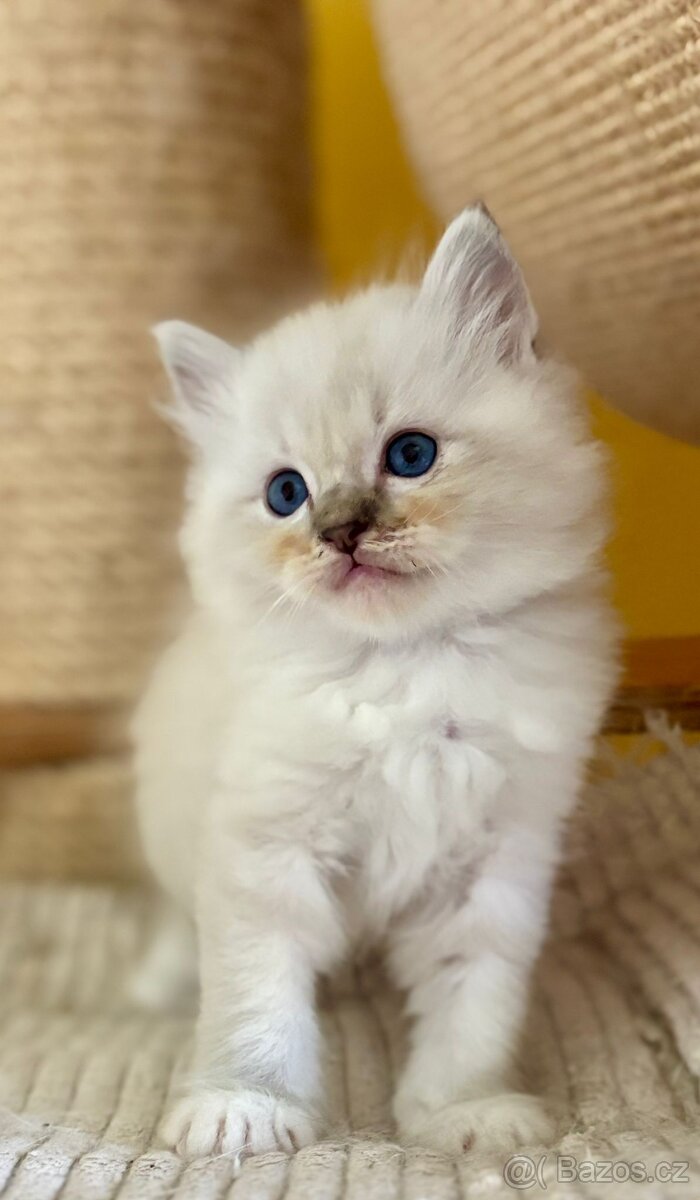 Ragdoll k rezervaci