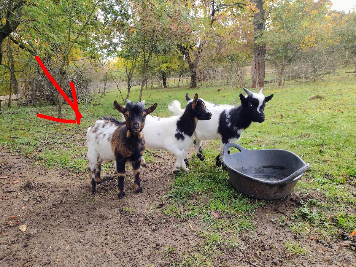 Holandská zakrslá koza