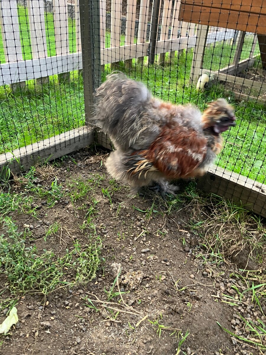 Daruji mladého kohoutka hedvábničky