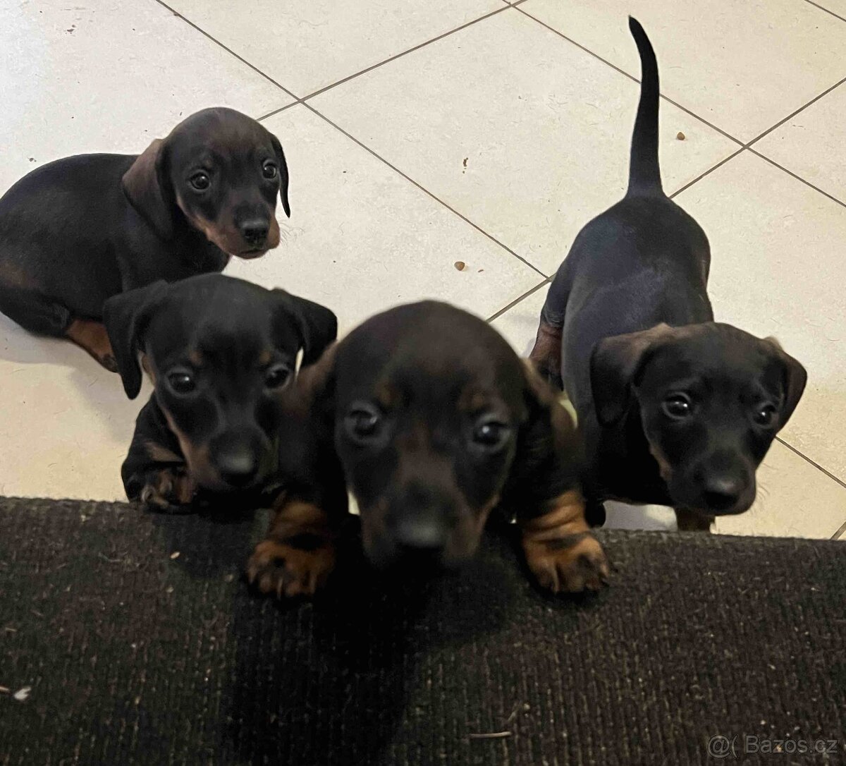 štěně jezevčík hladkosrstý standardní