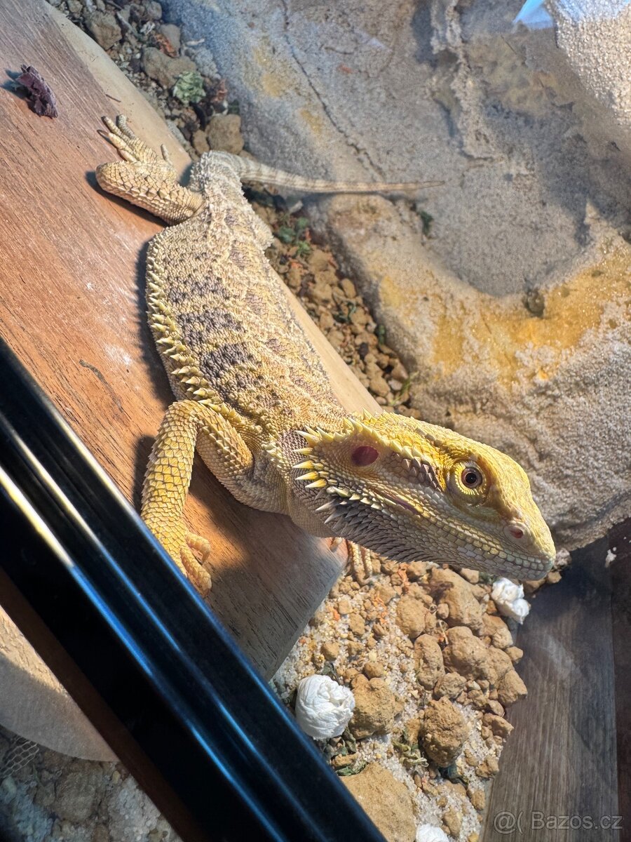 Agama vousatá samec