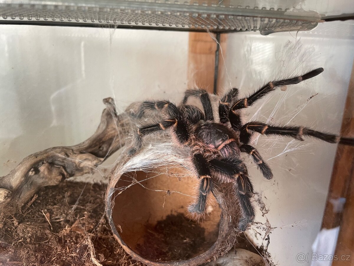 Sklípkan Gramostola Pulchripes