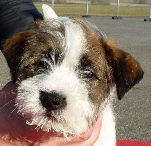 Jack russell terier