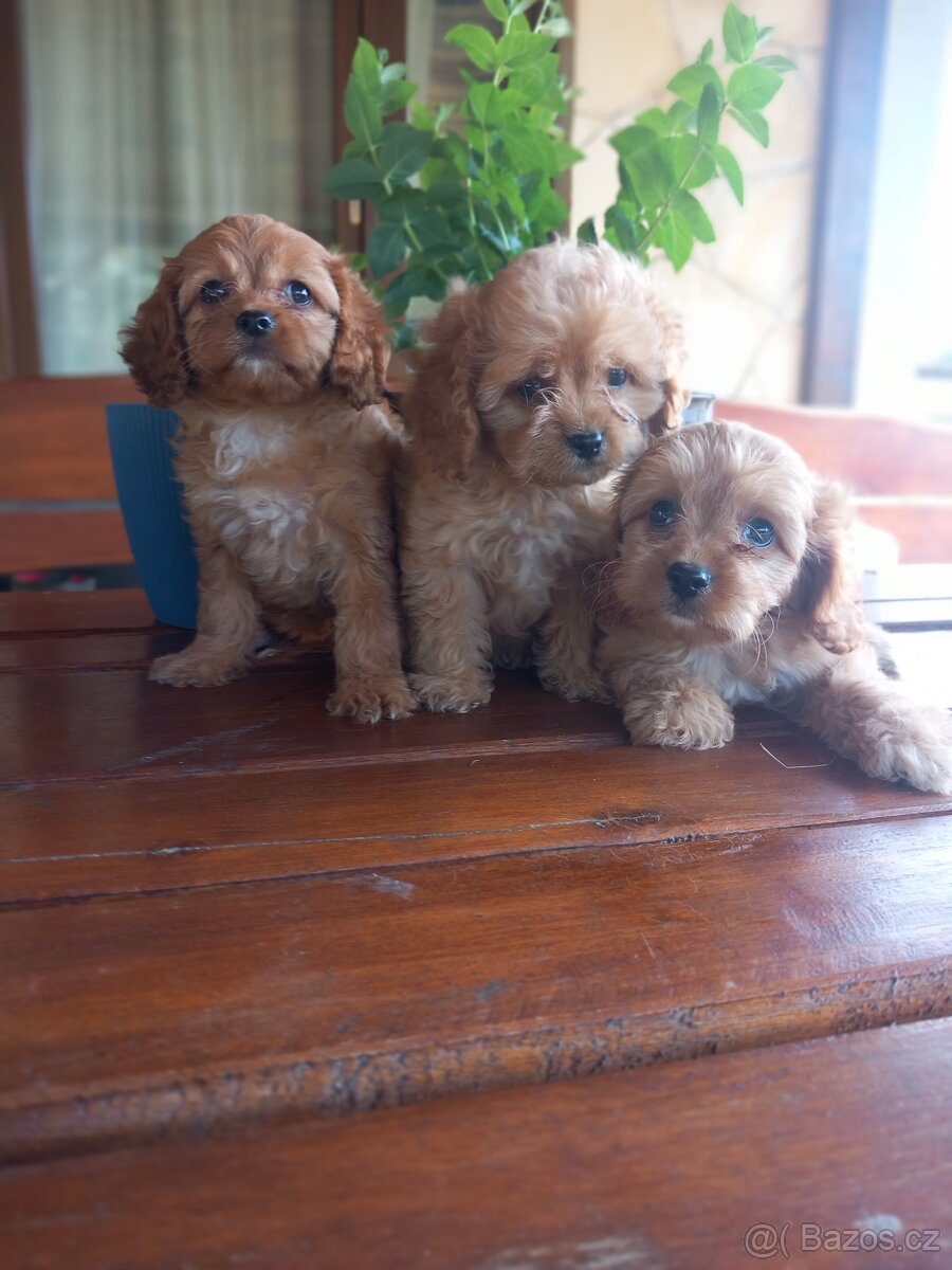 Cavapoo