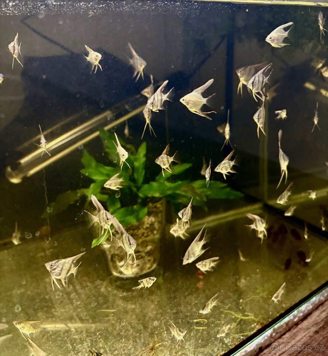Skalára amazonská