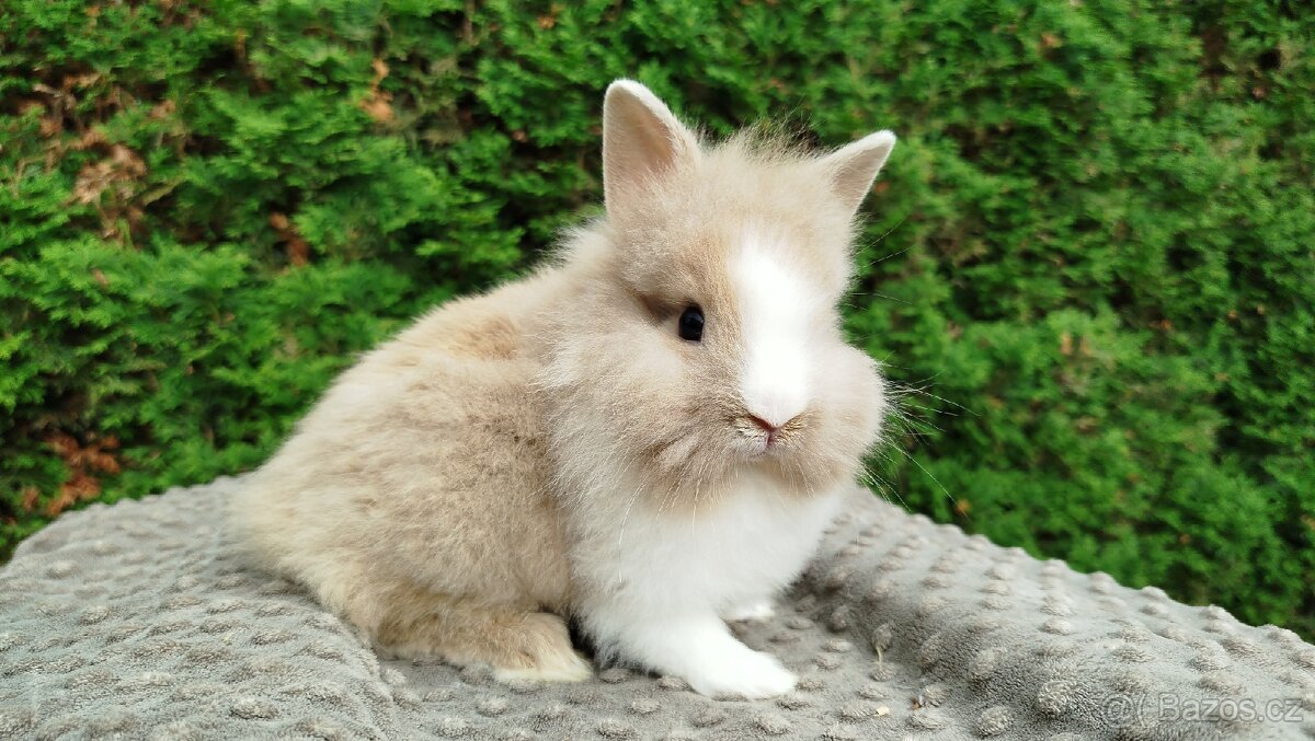 Zakrslý králík, králíček -(lvíček)-TONIČKA