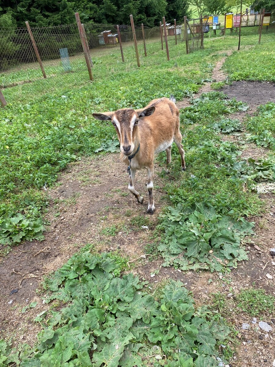 Koza