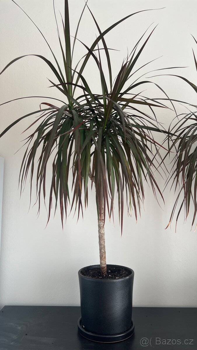 Dracena cca 75 cm
