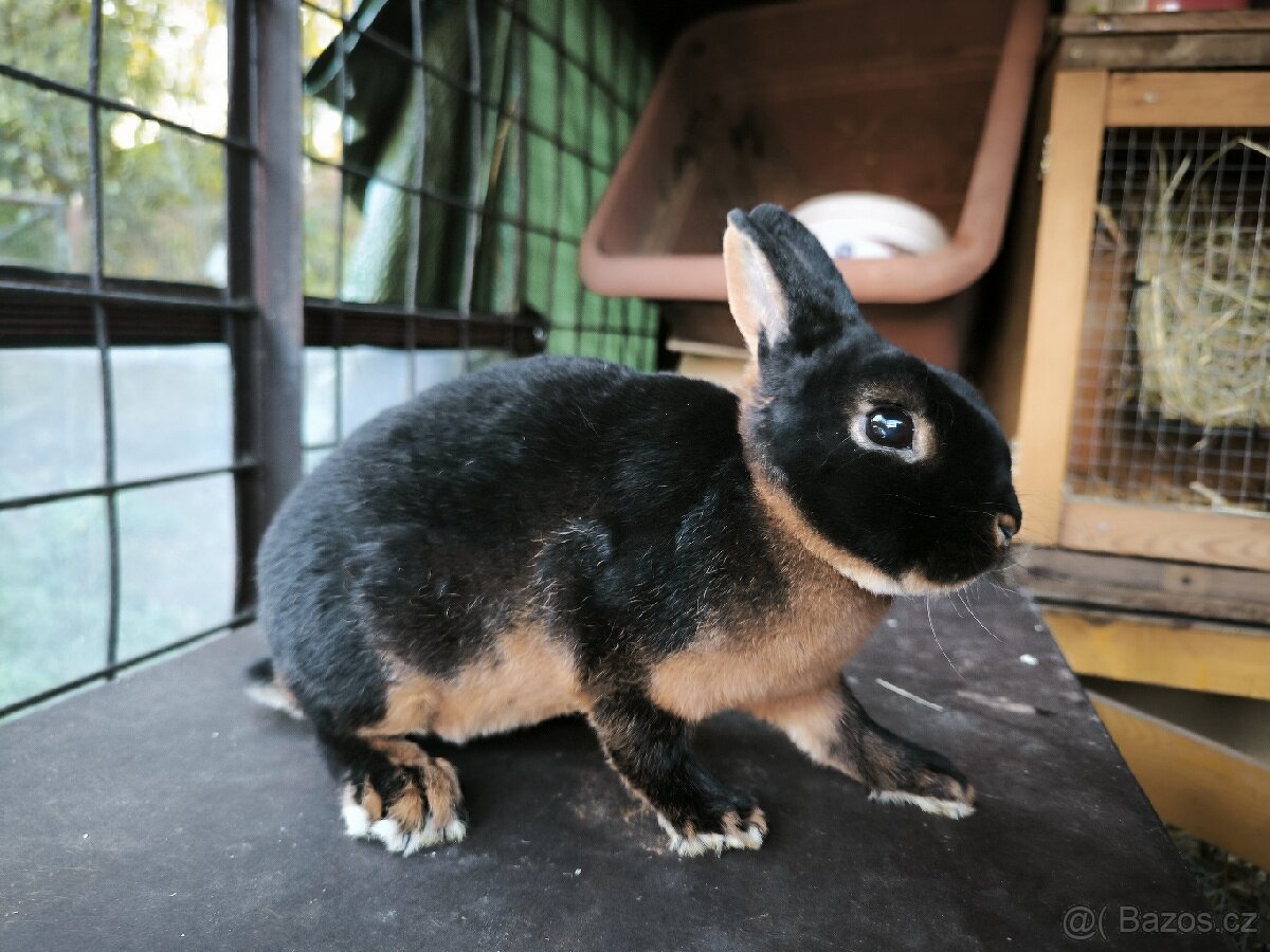 Zakrslý rex tříslový černý samice s PP oceněna