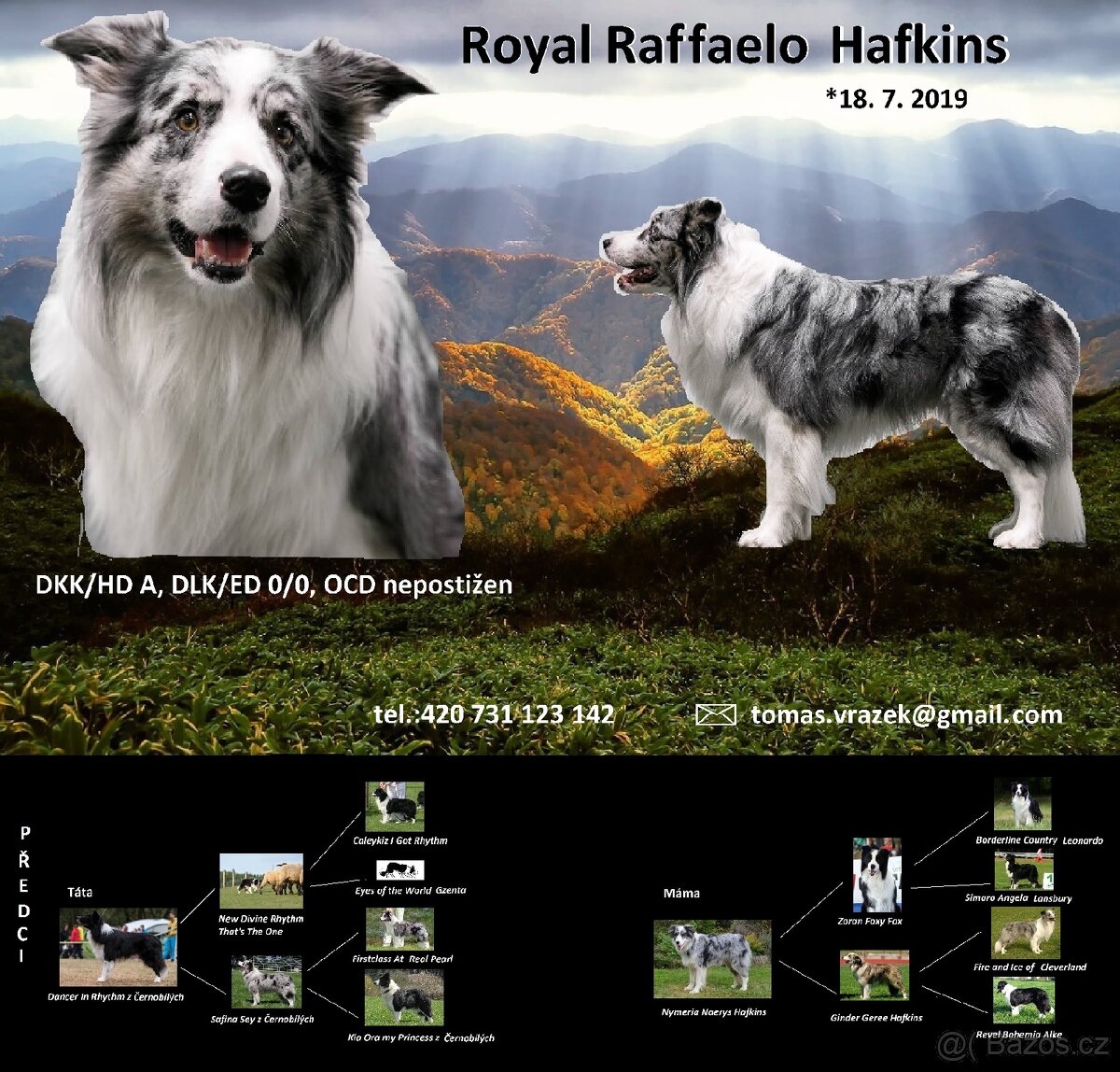 Nabídka ke krytí - border kolie