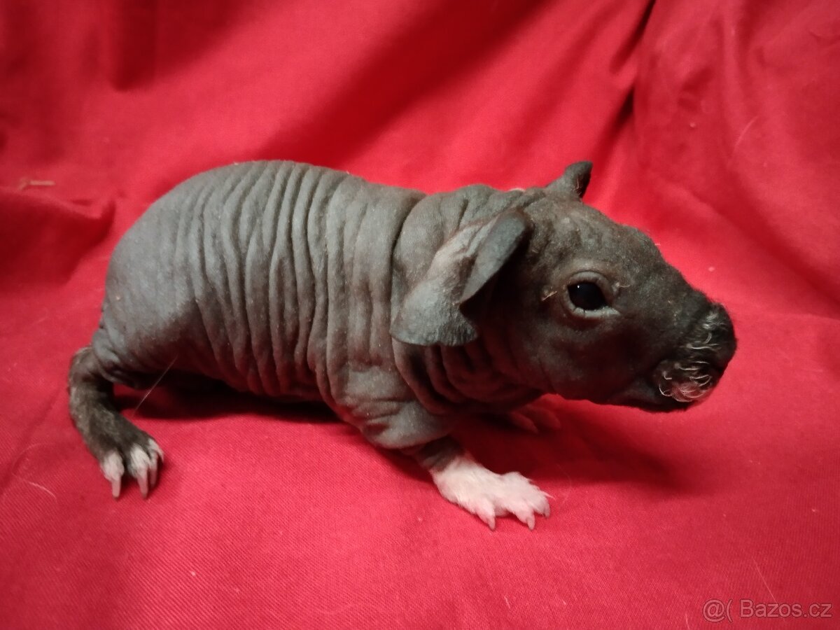 Morče, skinny a drátěnka samičky,miminka s PP