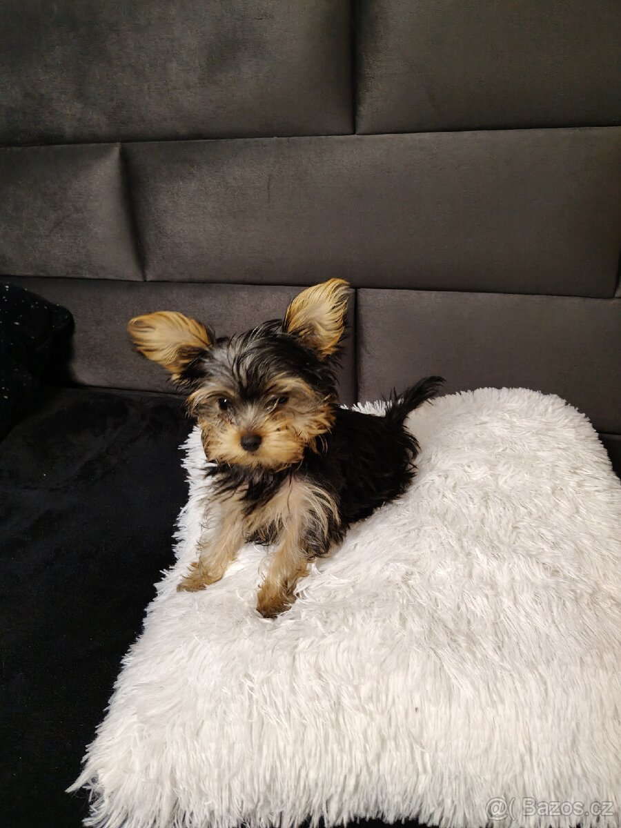 Jorkšírský teriér