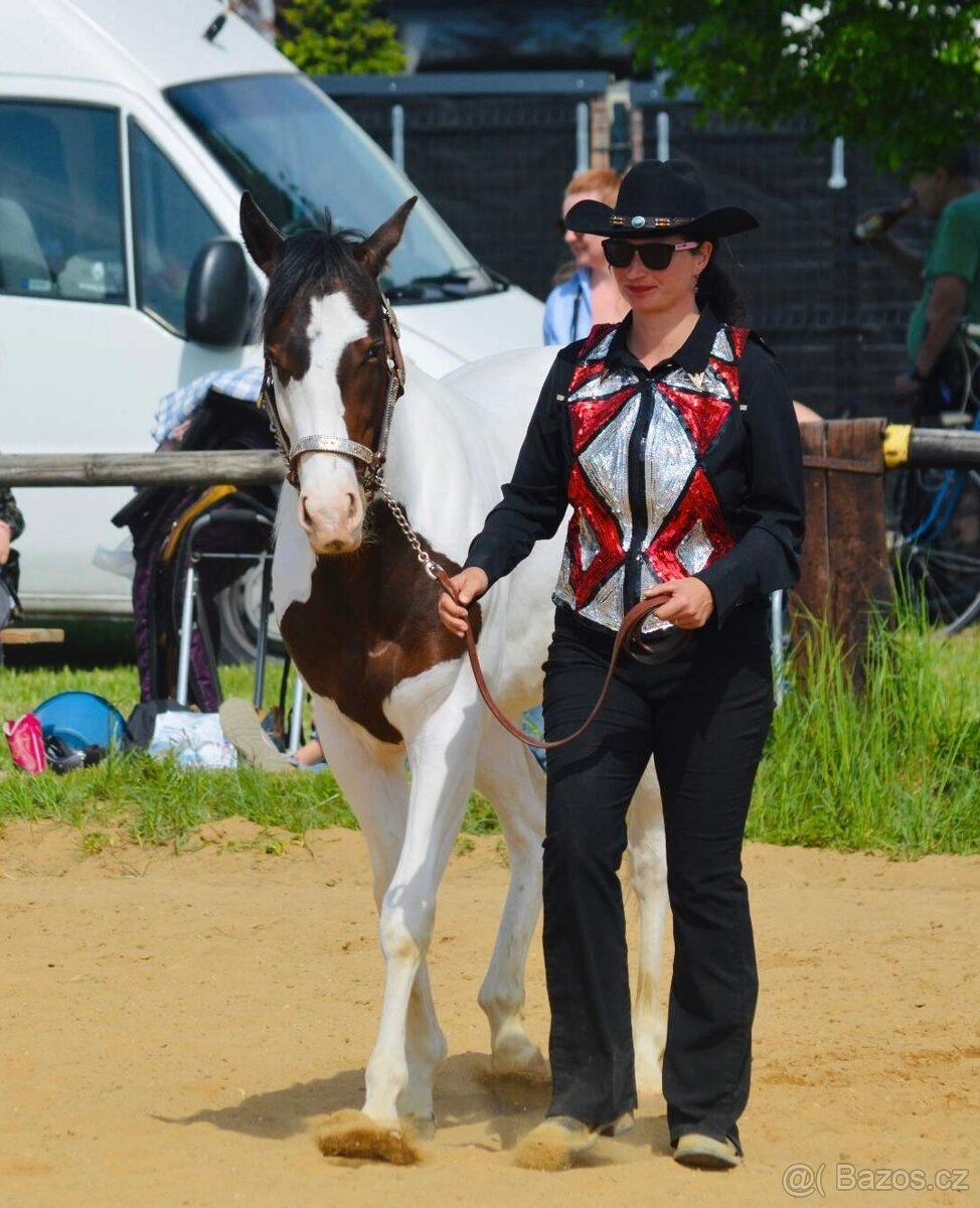 Hřebečci,Valášek American Paint Horse