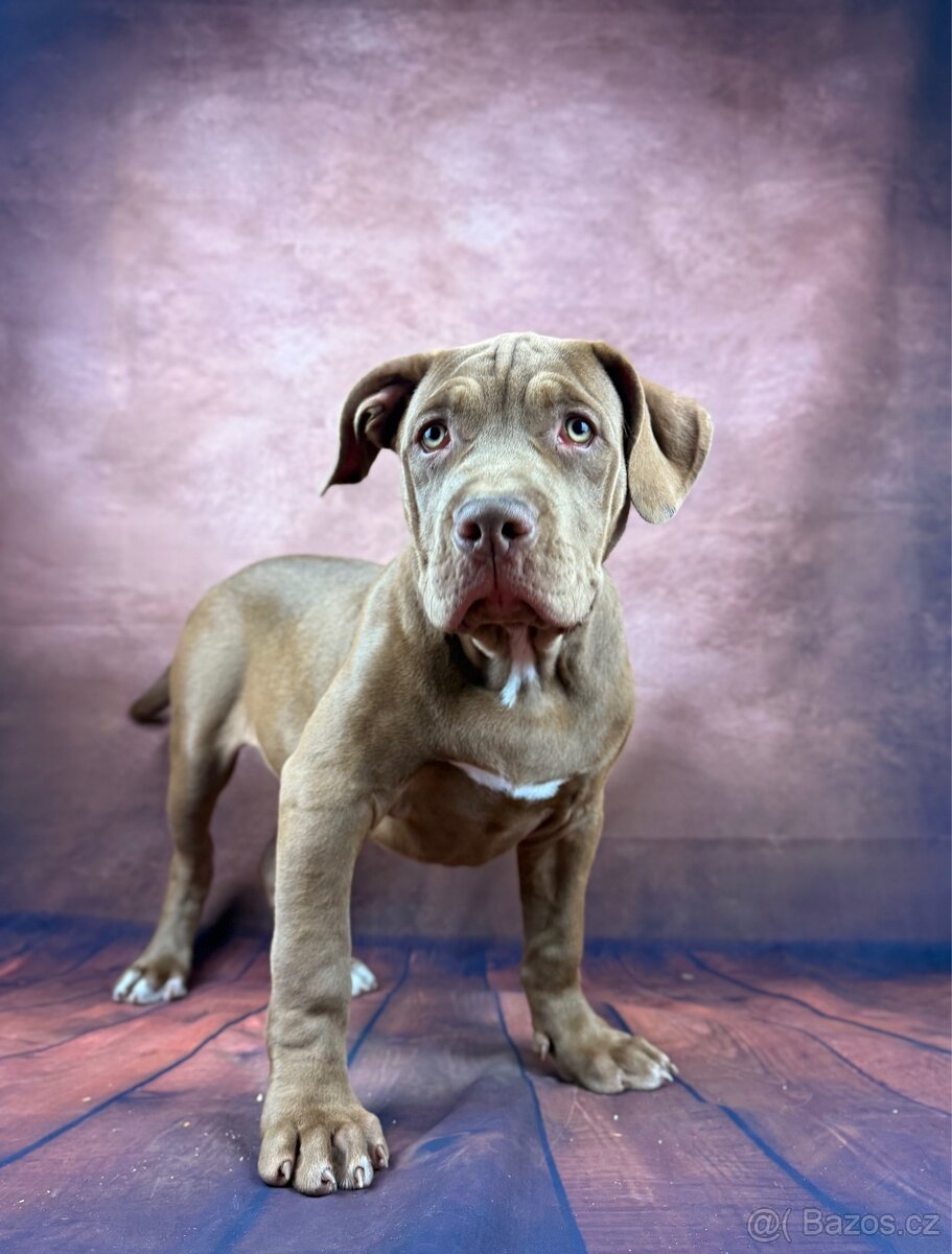 AMERICAN BULLY XL - poslední pejsek