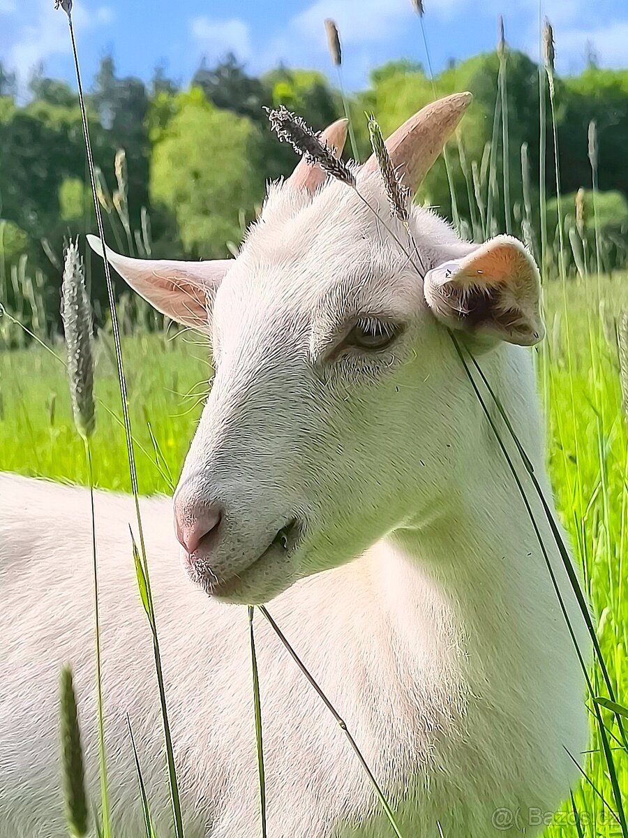 Bílá kráska