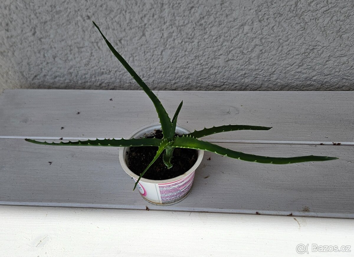 Aloe stromovitá (Aloe Arborescens)