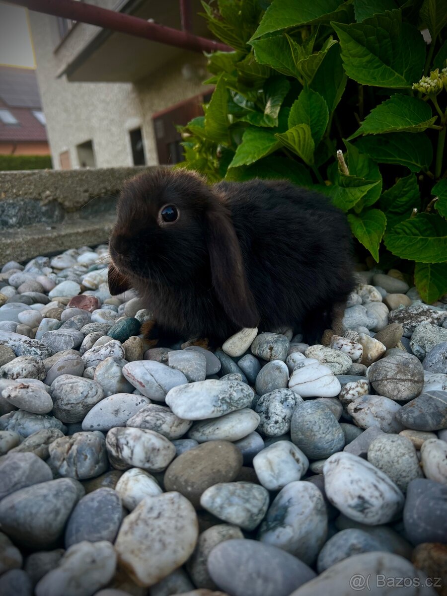 Zakrslý beránek