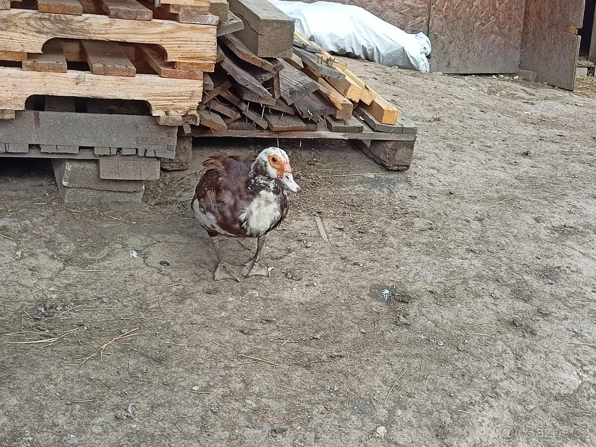 kachna pižmová