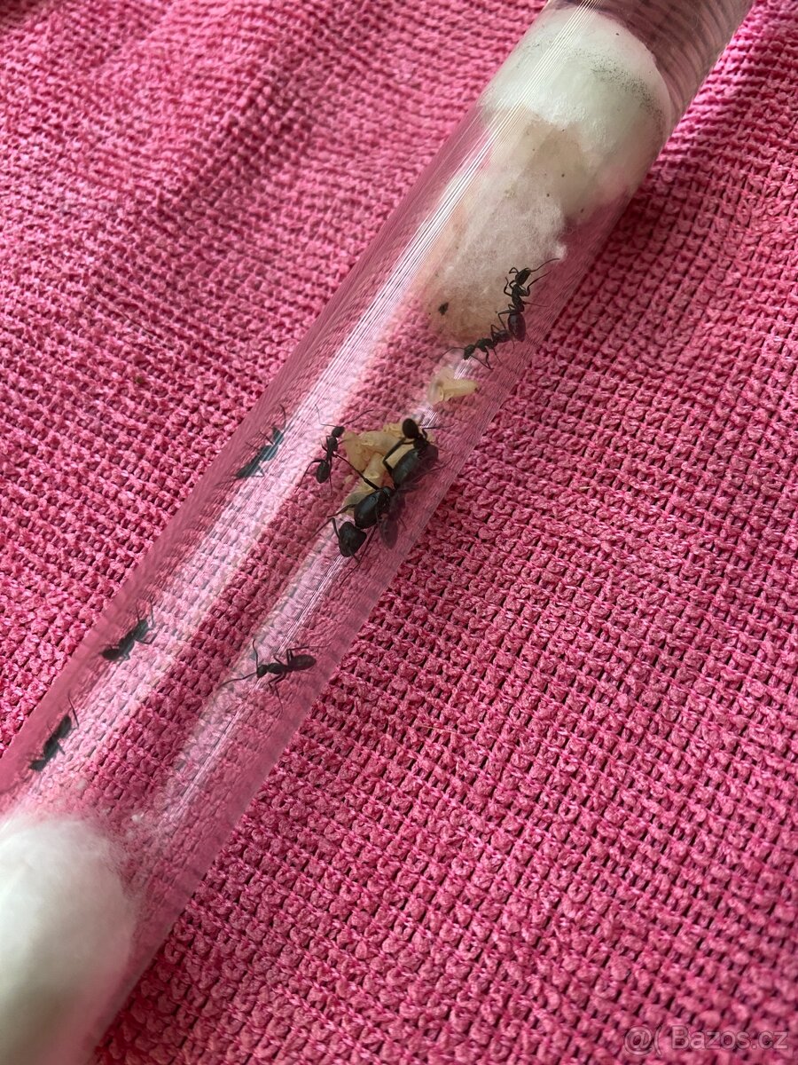 Camponotus vagus