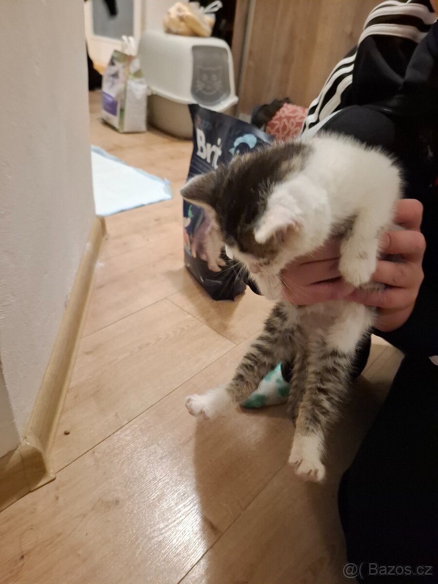 Kote