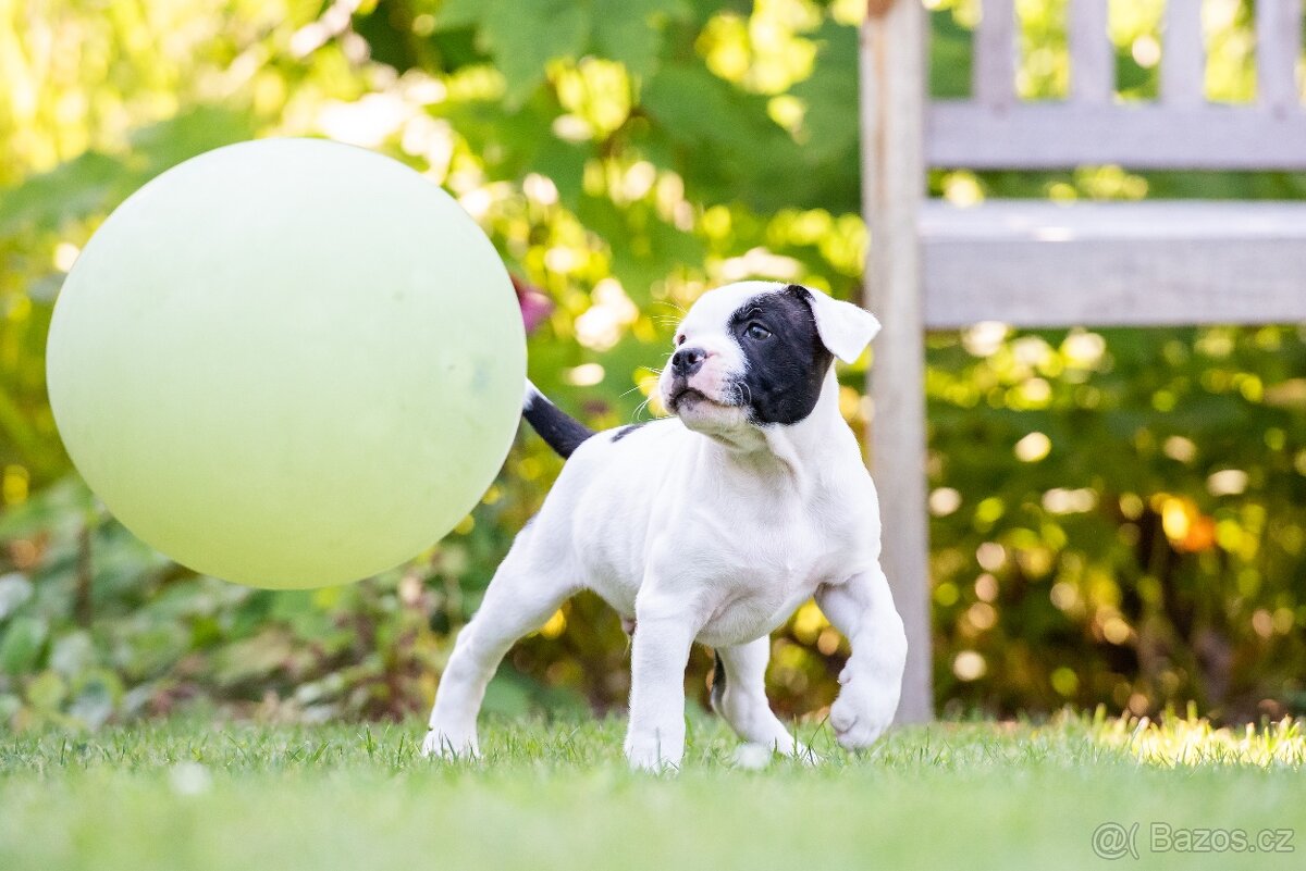 Stafordšírský bulteriér s PP