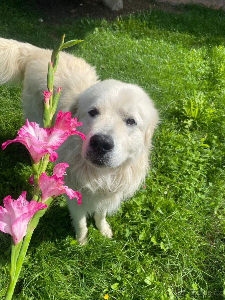 Slovenský čuvač hledá nevěstu :)
