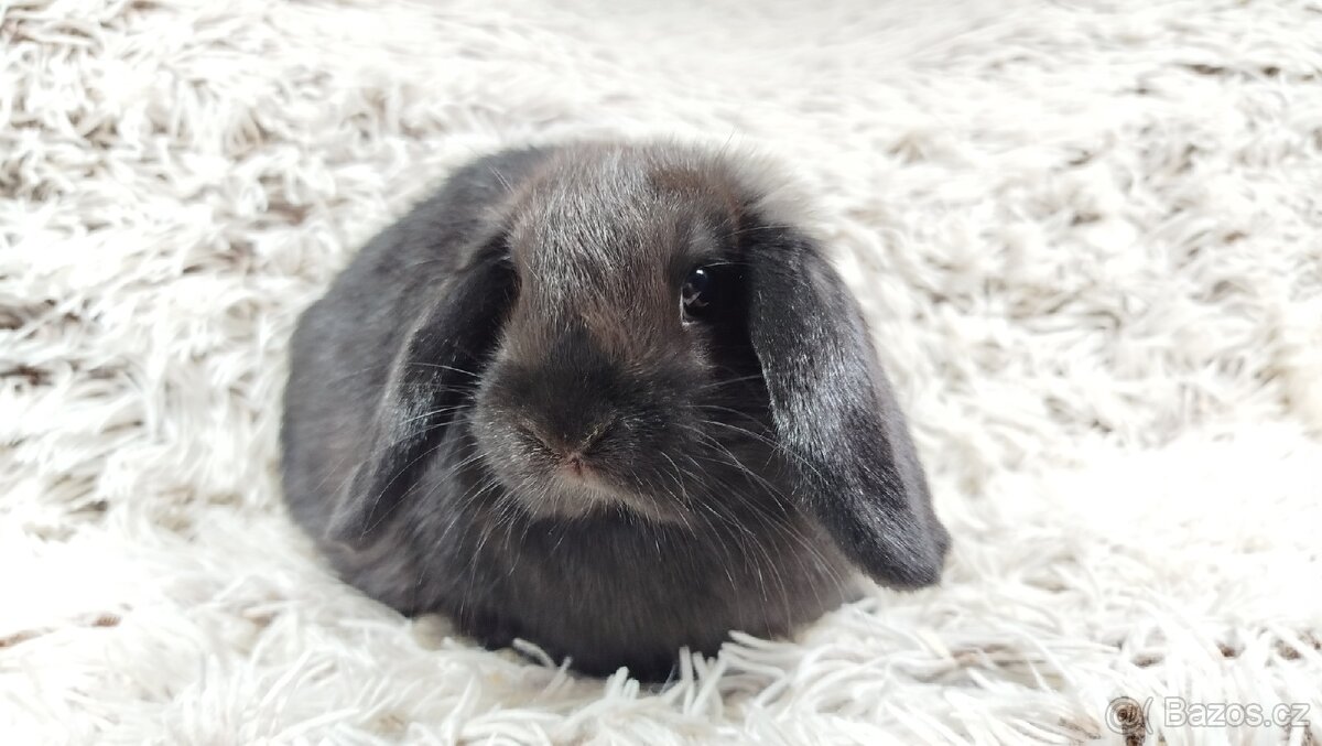 Zakrslý beránek, králíček, králík - BRUNO