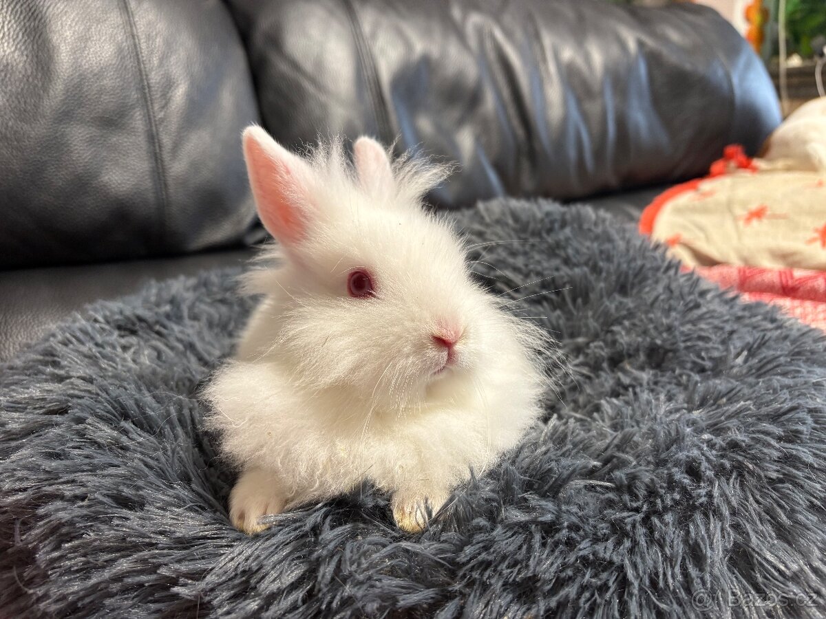 ZAKRSLÝ králíček - 🐰 Klucí ♥️