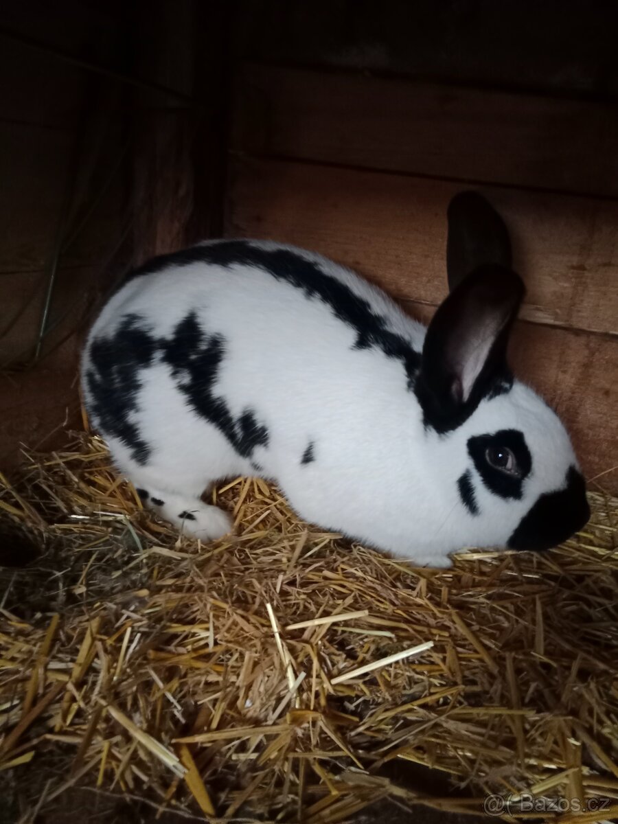 Německý obrovitý strakáč černý