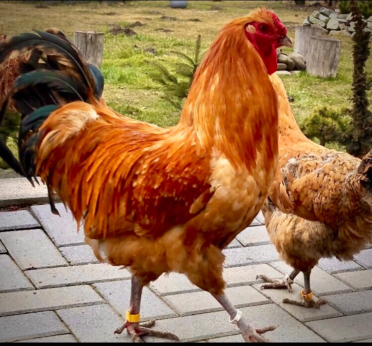 Šumavanka Velká -Násadová vejce