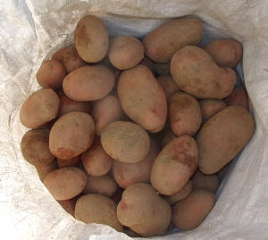 Brambory bio