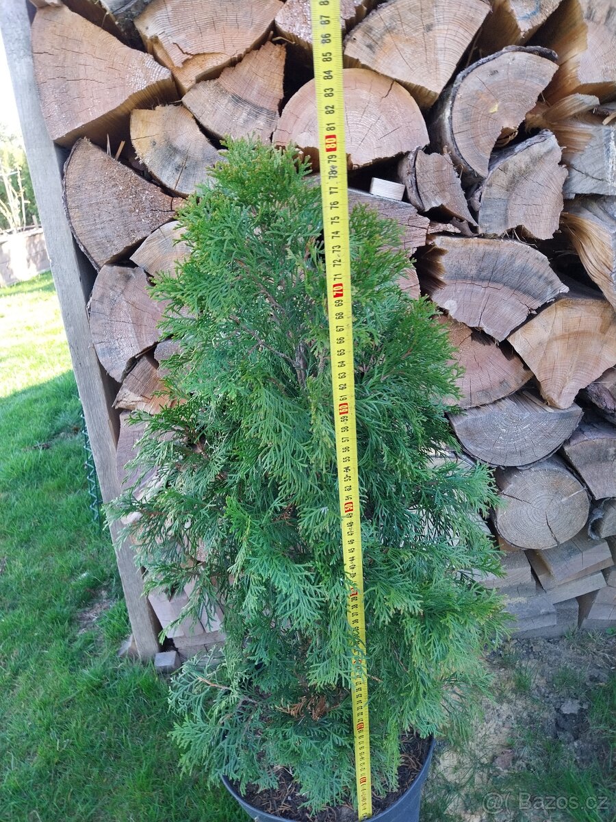 Prodám Thuja occidentalis ´Smaragd´,zerav, tůje,živý plot