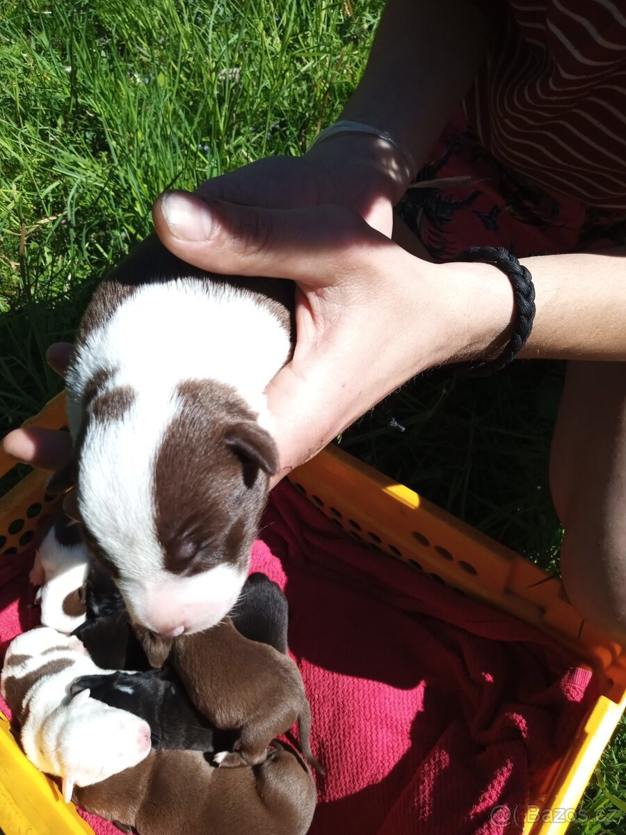 Štěňátka Amstaffa x Border colie