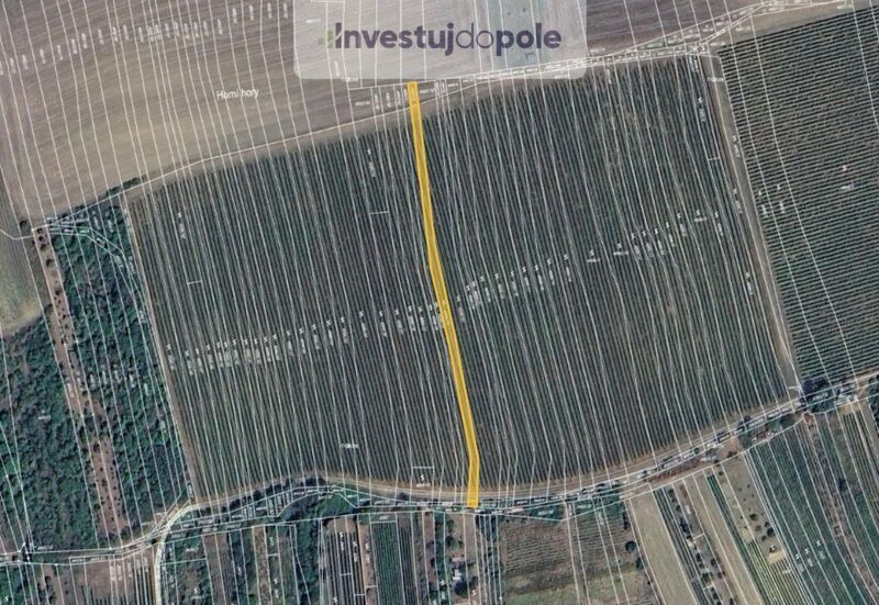 Prodej vinice v k.ú. Bzenec