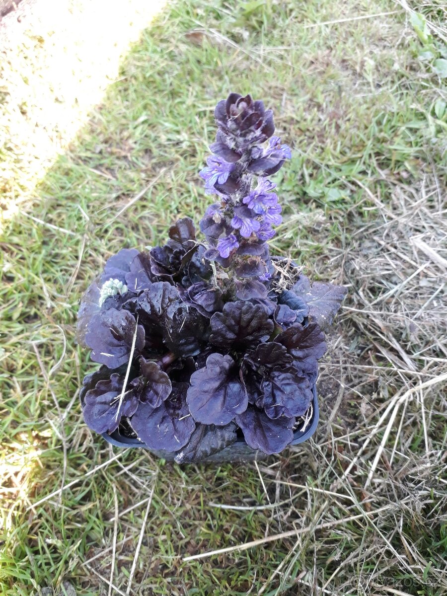 Ajuga repens- zbehovec plazivy