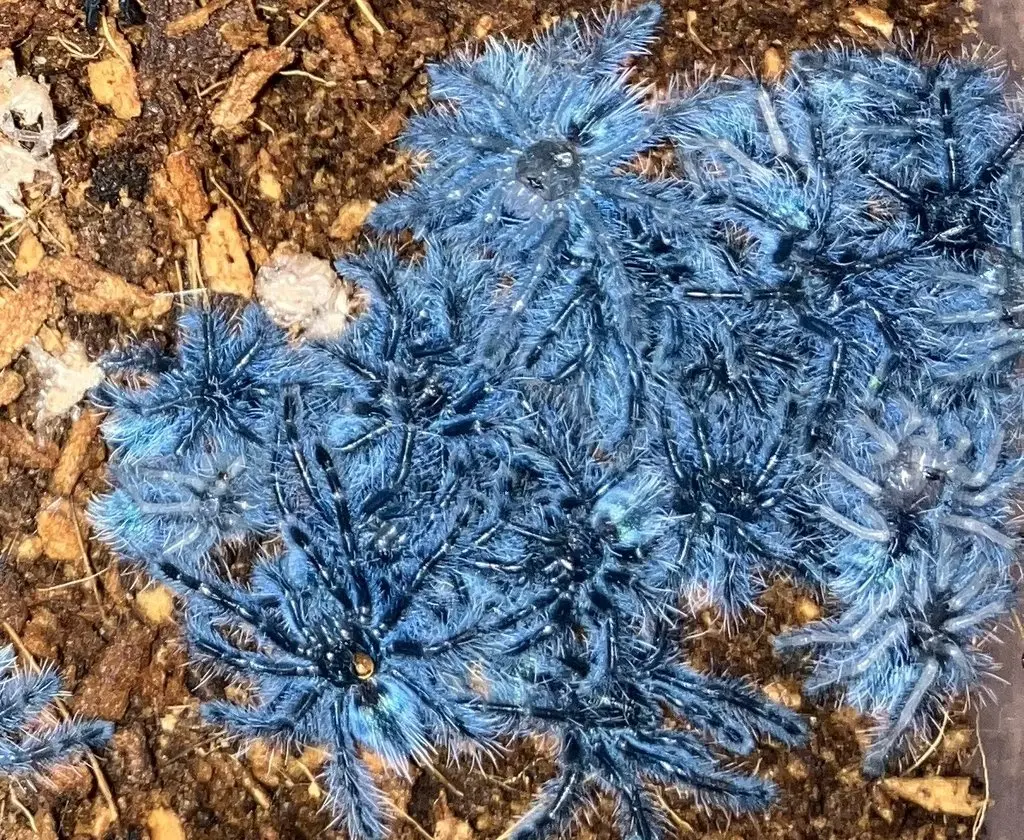 Caribena versicolor