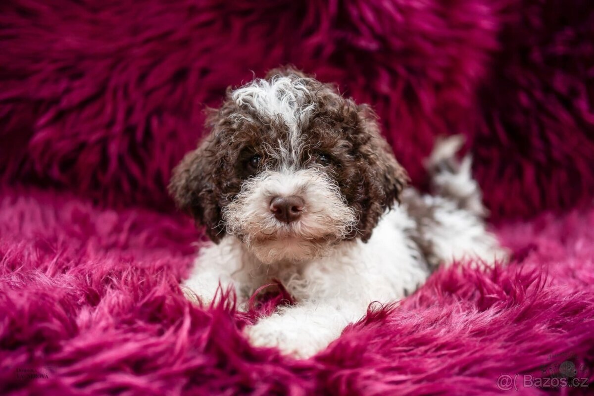 Lagotto romagnolo s PP (italský vodní pes)