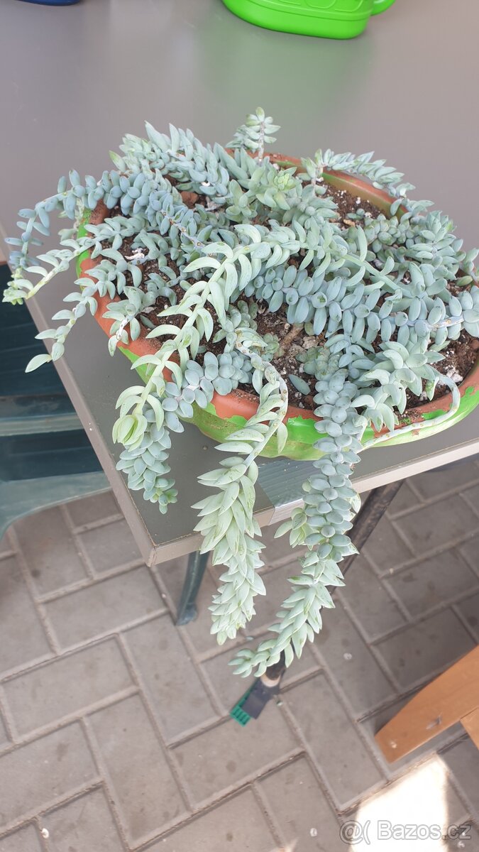 Sedum burrito a morganium