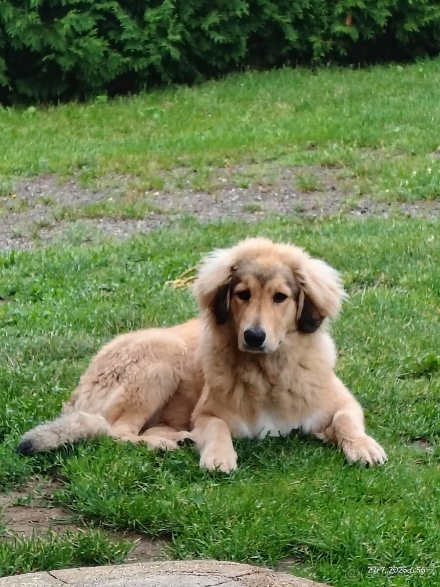 Fenka