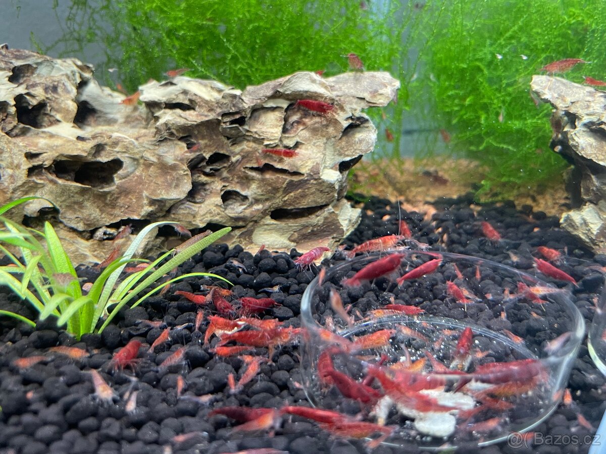 Krevetky červené Red Cherry