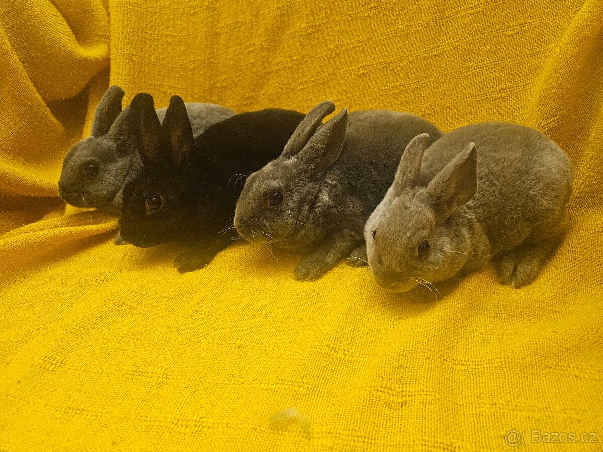Zakrslý králíček